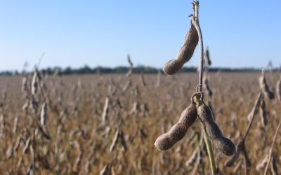 DERECHO AGROPECUARIO: “CONTRATOS, EL VALOR DE LA PALABRA Y EL PROBLEMA SUBSIGUIENTE”